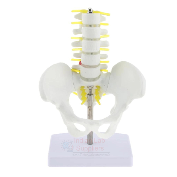 Human Pelvis Structural Model With 5 Pcs Lumbar Vertebrae