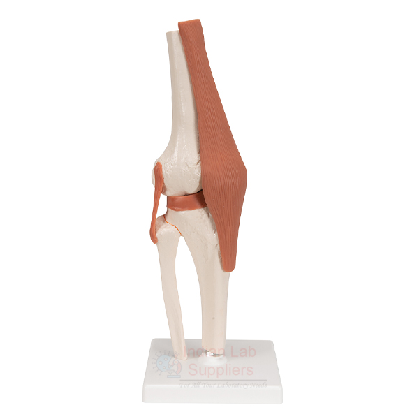 Life Size Human Knee Joint Model