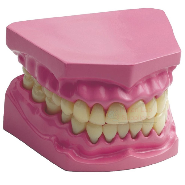 Human Teeth Model, Dental Care Small
