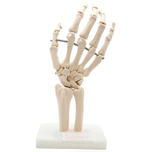 Human Hand Joint Model