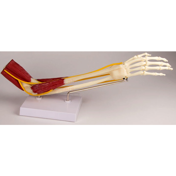 Human Elbow Joint Model, Functional