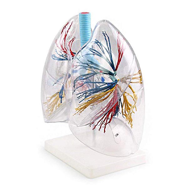 Human Transparent Lung Segment Model