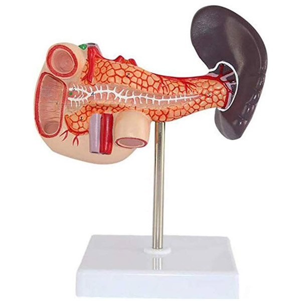 Human Pancreas, Spleen and Duodenum Model