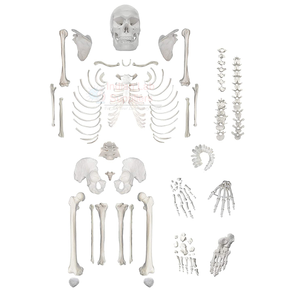 Disarticulated Human Skeleton Model