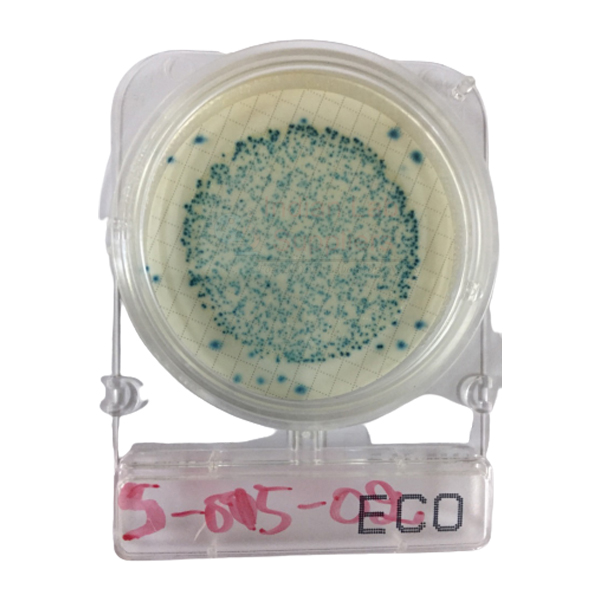 Bacteria Testing, E-Coli-ONLY, Compact Dry Plates