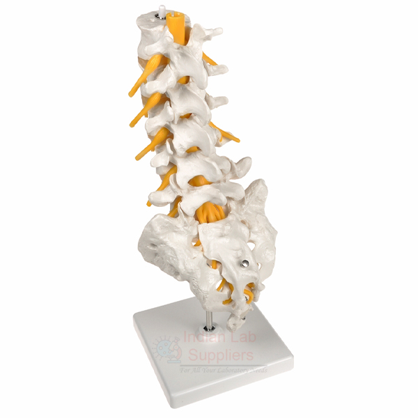 Human Lumbar Spinal Column Model