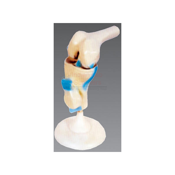 Life Size Human Knee Joint Model Functional
