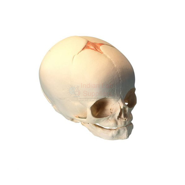 Human Infant Skull Model