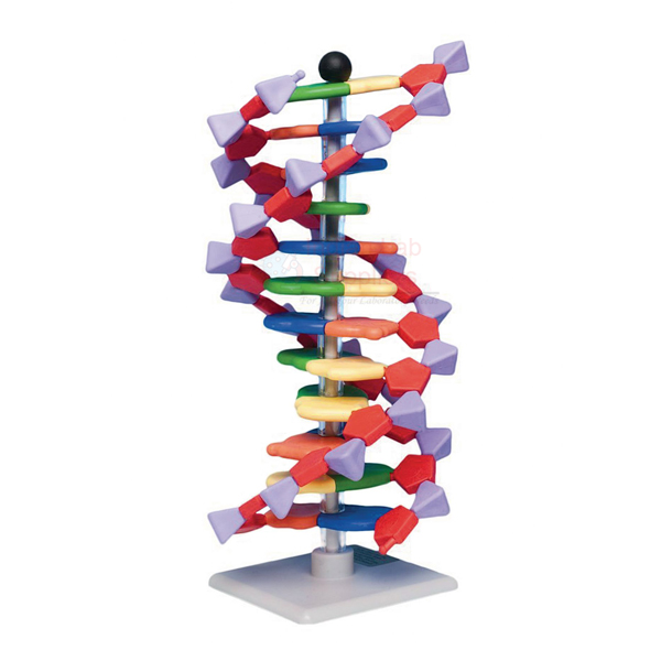 DNA Structure Model, Plastic Assembly Kit
