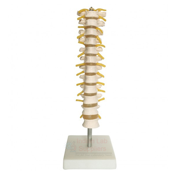 Human Thoracic Spinal Column Model
