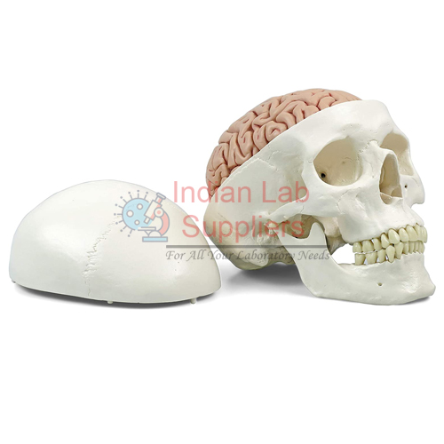 Classic Human Skull With Brain