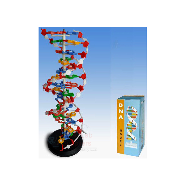 DNA Structure Model, Plastic Assembly Kit, Deluxe