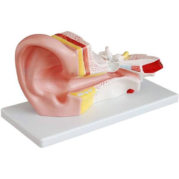 Human Ear Model, 3 Parts