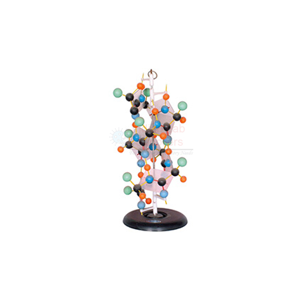 Protein Structure Model