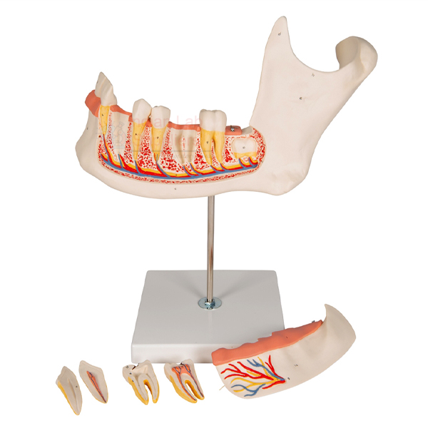 Human Teeth Model Lower Jaw, on Stand