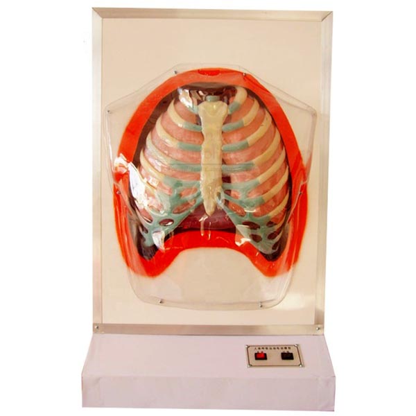 Functional Human Respiratory System Model
