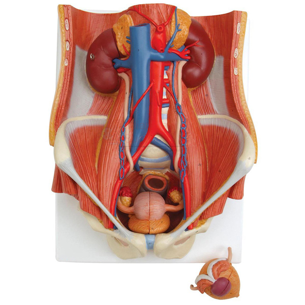 Human Urinary System Deluxe Model