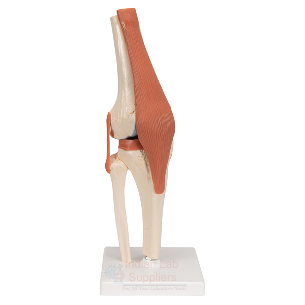 Human Knee Joint Model, Small