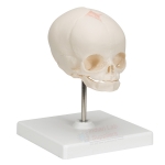 Human Skull Model, Fetal Child