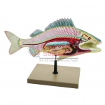 Fish Dissection Model