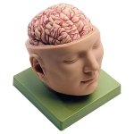 Human Brain Model in Head