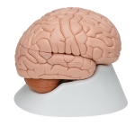 Human Brain Model, 8 Parts