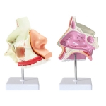 Anatomical Human Nasal Cavity Model