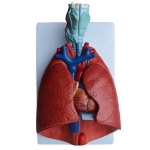 Human Lungs With Heart Model
